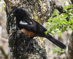 Thamnolaea cinnamomeiventris