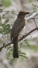 Andropadus importunus