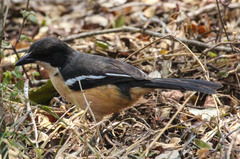 Laniarius ferrugineus