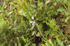 Heliophila linearis