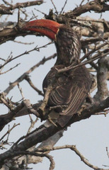 Lophoceros alboterminatus