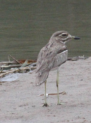 Burhinus vermiculatus