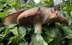 Chlorophyllum molybdites