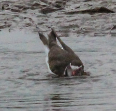 Charadrius tricollaris