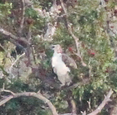 Polemaetus bellicosus