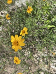 Wedelia hispida