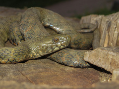 Natrix tessellata