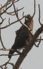 Hieraaetus wahlbergi