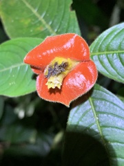 Palicourea tomentosa