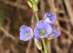 Heliophila linearis
