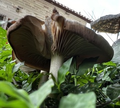 Chlorophyllum molybdites