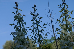 Yucca gloriosa