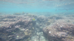 Abudefduf vaigiensis