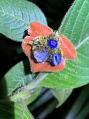 Palicourea tomentosa