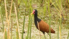 Jacana jacana