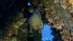 Pygoplites diacanthus