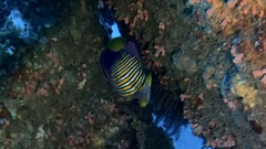 Pygoplites diacanthus