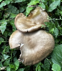 Chlorophyllum molybdites