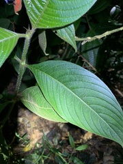 Palicourea tomentosa