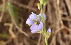Heliophila linearis