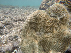 Leptoria phrygia