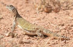 Uromastyx nigriventris