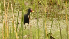 Jacana jacana