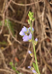 Heliophila linearis
