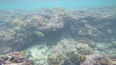 Acanthurus lineatus