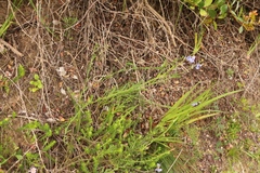 Heliophila linearis