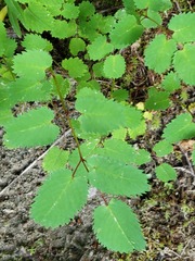 Sanguisorba canadensis