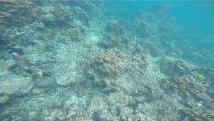 Sargocentron caudimaculatum