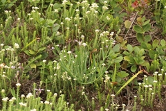 Heliophila linearis