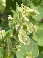 Fallopia scandens