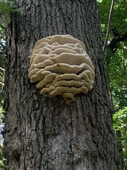 Climacodon septentrionalis