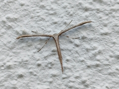 Emmelina