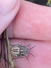 Eudolycoris alluaudi