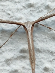 Emmelina