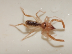 Solifugae