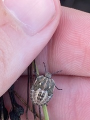 Eudolycoris alluaudi