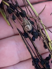 Eudolycoris alluaudi