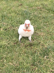 Cacatua tenuirostris