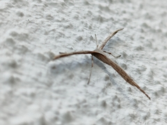 Emmelina