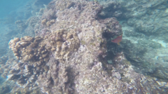 Sargocentron spiniferum