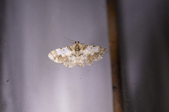 Myrioblephara