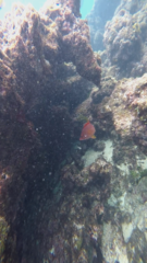 Sargocentron spiniferum