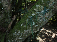 Pleopeltis macrocarpa