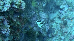 Chaetodon argentatus