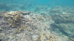 Chaetodon trifasciatus