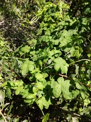 Tropaeolum